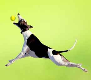 Picture for category Joint and Bone Health